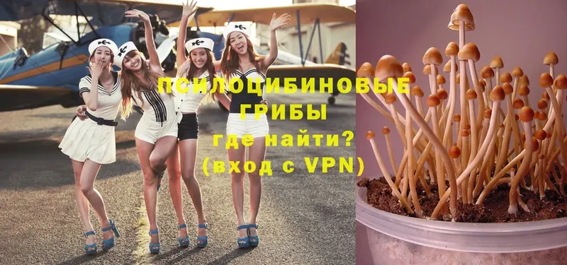 Галлюциногенные грибы MAGIC MUSHROOMS  Тихвин 